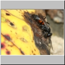 Arachnospila anceps - Wegwespe w009c 8mm - OS-Hasbergen-Lehmhuegel-det.jpg